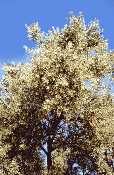 Olivenbaum, aus dessen Zweigen werden die Kränze der Läufer gemacht.