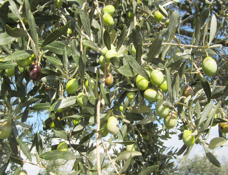 reife ( schwarz ) und unreife (grüne ) Oliven am gleichen Baum