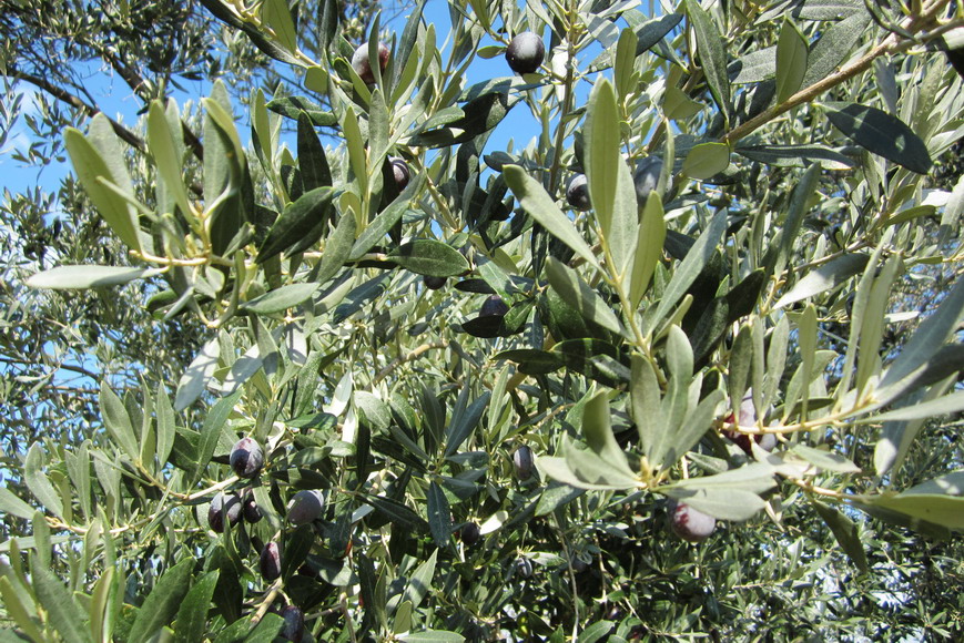 schwarze ( reife ) Oliven