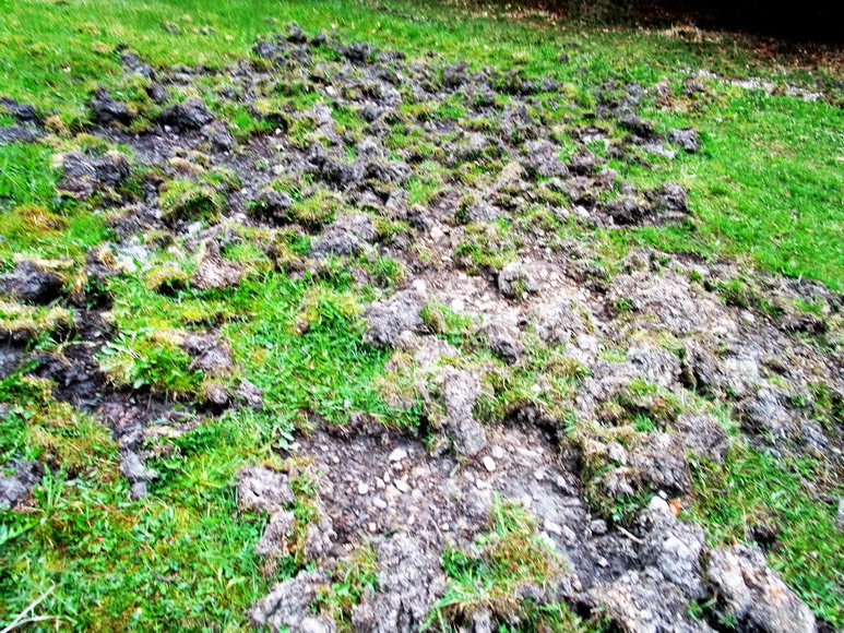 Wildschweinarbeit