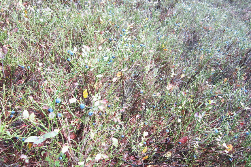 Es ist Blaubeerzeit