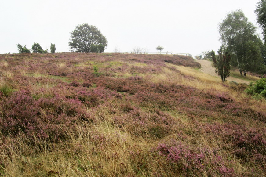 am "Wilseder Berg"