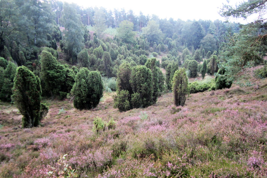 Büsenbachtal