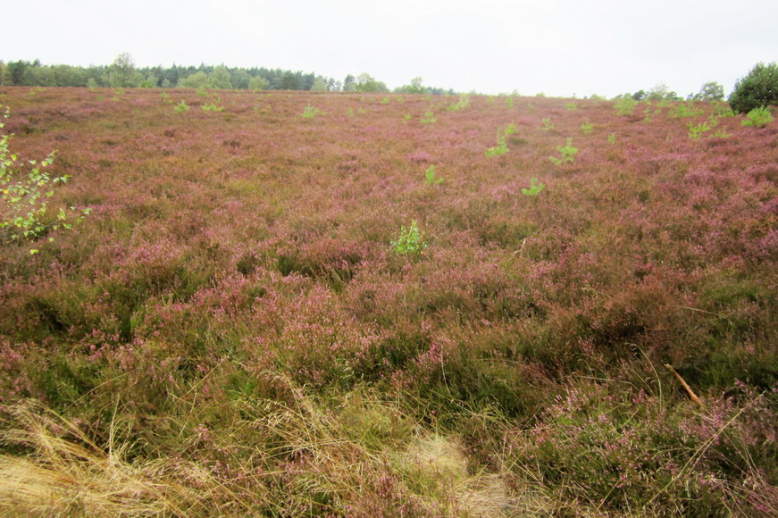 wunderschöne Heide